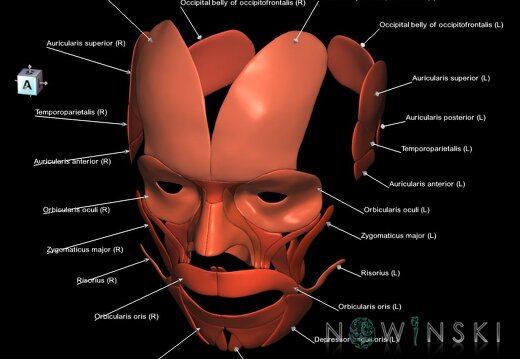 G1.T20.5.V7.C2.L1.Facial muscles