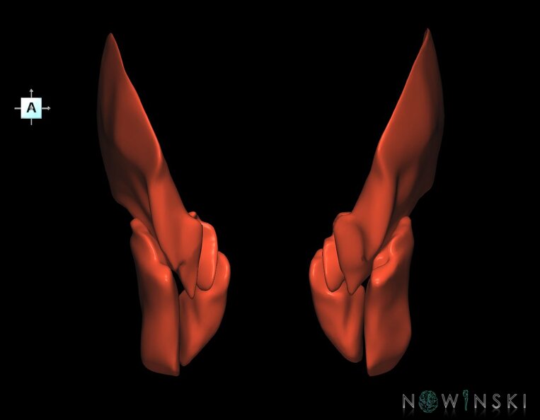 G1.T20.6.V1.C1.L0.Masticatory_muscles.tiff