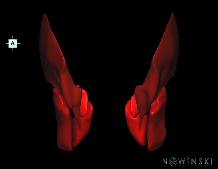 G1.T20.6.V1.C2.L0.Masticatory_muscles.tiff