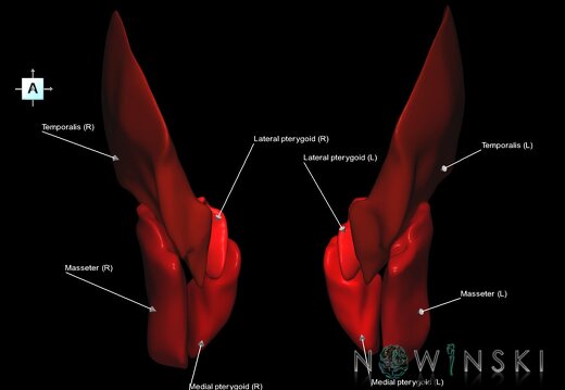 G1.T20.6.V1.C2.L1.Masticatory muscles