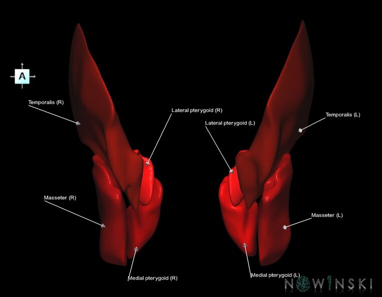 G1.T20.6.V1.C2.L1.Masticatory_muscles.tiff
