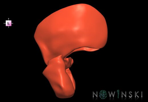 G1.T20.6.V2.C1.L0.Masticatory muscles
