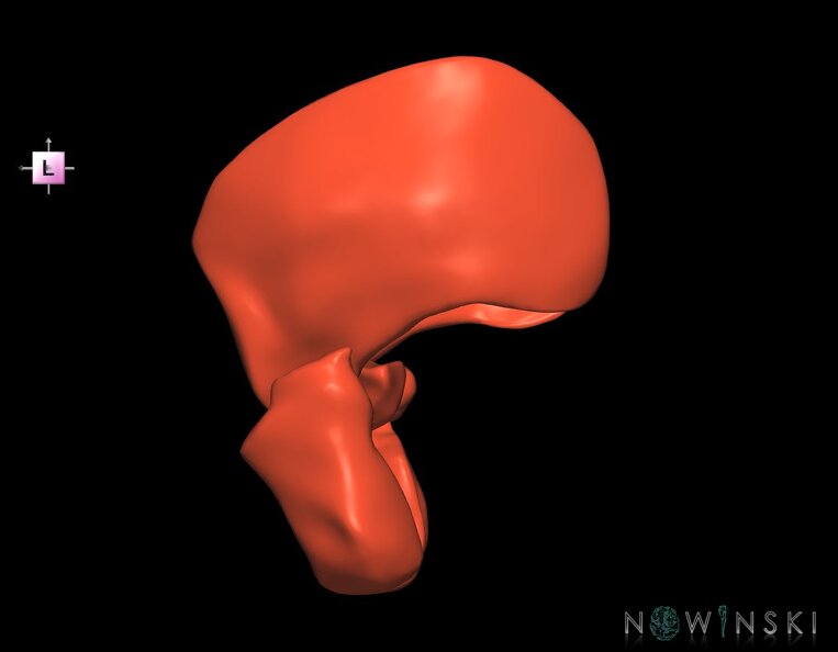 G1.T20.6.V2.C1.L0.Masticatory_muscles.tiff