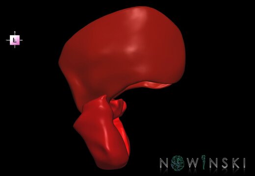 G1.T20.6.V2.C2.L0.Masticatory muscles