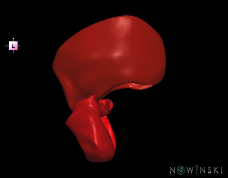 G1.T20.6.V2.C2.L0.Masticatory_muscles.tiff
