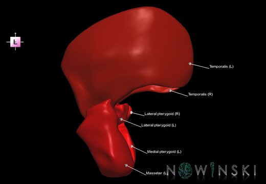 G1.T20.6.V2.C2.L1.Masticatory muscles
