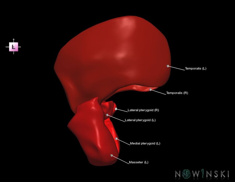 G1.T20.6.V2.C2.L1.Masticatory_muscles.tiff