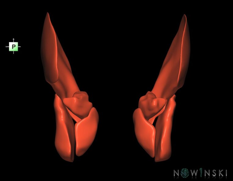 G1.T20.6.V3.C1.L0.Masticatory_muscles.tiff