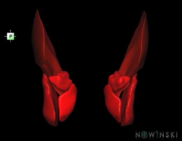 G1.T20.6.V3.C2.L0.Masticatory_muscles.tiff