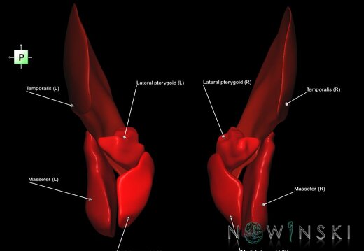 G1.T20.6.V3.C2.L1.Masticatory muscles