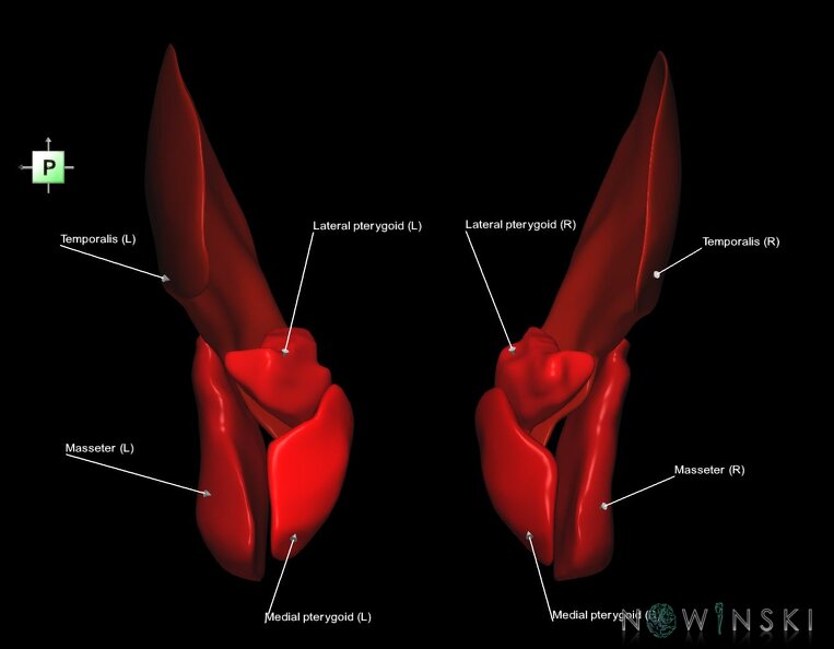 G1.T20.6.V3.C2.L1.Masticatory_muscles.tiff