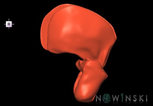 G1.T20.6.V4.C1.L0.Masticatory muscles