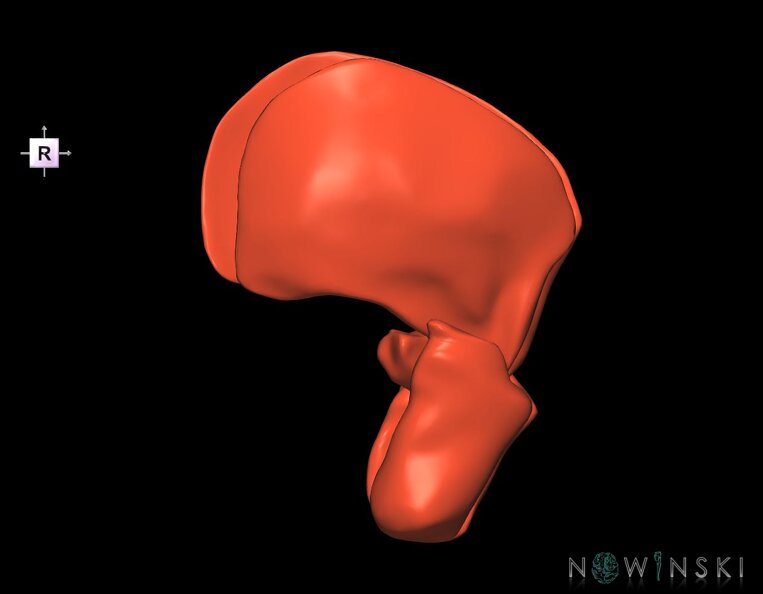 G1.T20.6.V4.C1.L0.Masticatory_muscles.tiff