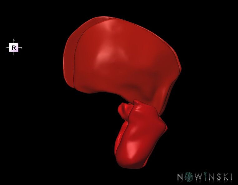 G1.T20.6.V4.C2.L0.Masticatory_muscles.tiff