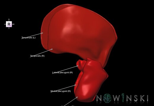 G1.T20.6.V4.C2.L1.Masticatory muscles