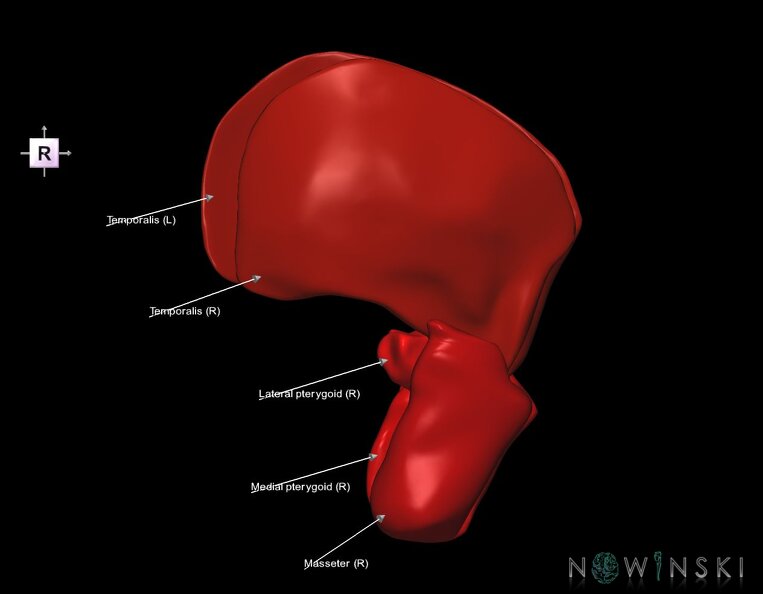 G1.T20.6.V4.C2.L1.Masticatory_muscles.tiff
