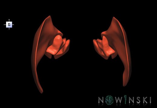G1.T20.6.V5.C1.L0.Masticatory muscles