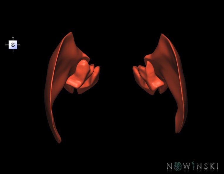 G1.T20.6.V5.C1.L0.Masticatory_muscles.tiff