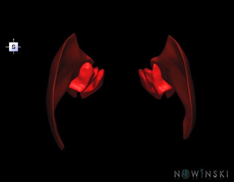 G1.T20.6.V5.C2.L0.Masticatory_muscles.tiff