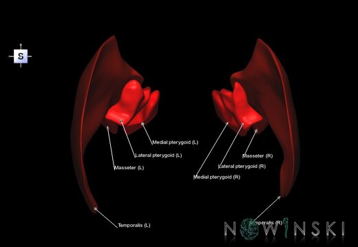 G1.T20.6.V5.C2.L1.Masticatory muscles