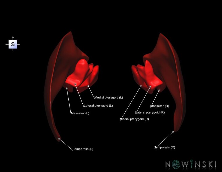 G1.T20.6.V5.C2.L1.Masticatory_muscles.tiff