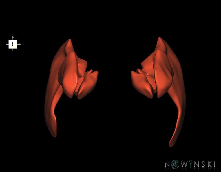 G1.T20.6.V6.C1.L0.Masticatory_muscles.tiff