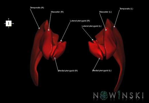 G1.T20.6.V6.C2.L1.Masticatory muscles