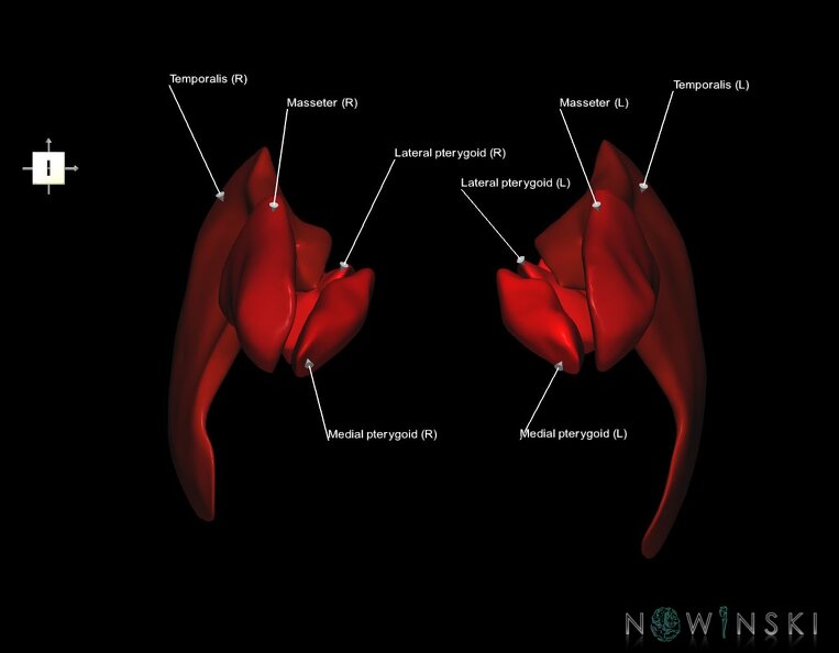 G1.T20.6.V6.C2.L1.Masticatory_muscles.tiff