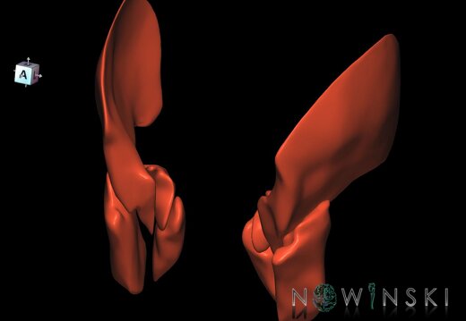 G1.T20.6.V7.C1.L0.Masticatory muscles