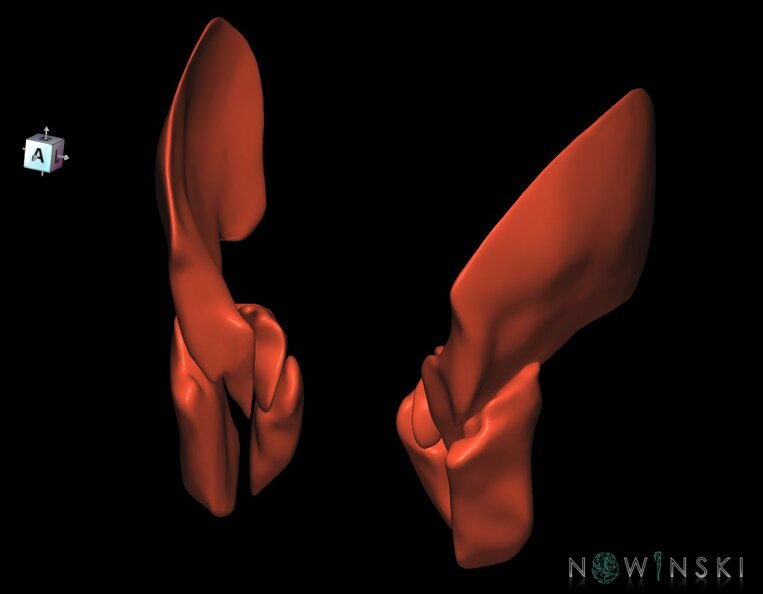 G1.T20.6.V7.C1.L0.Masticatory_muscles.tiff