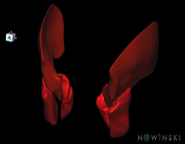 G1.T20.6.V7.C2.L0.Masticatory_muscles.tiff