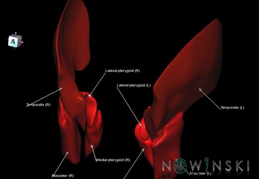G1.T20.6.V7.C2.L1.Masticatory muscles