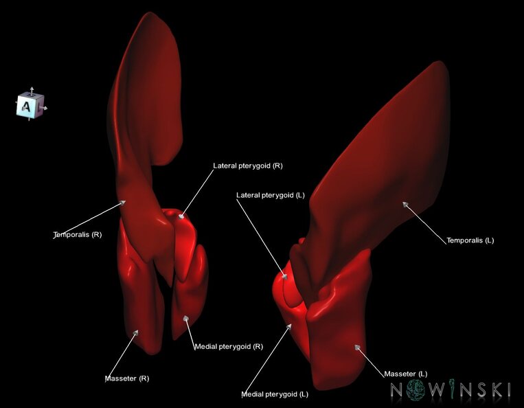 G1.T20.6.V7.C2.L1.Masticatory_muscles.tiff