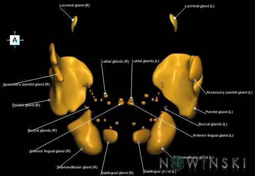 G1.T21.V1.C2.L1.Glands