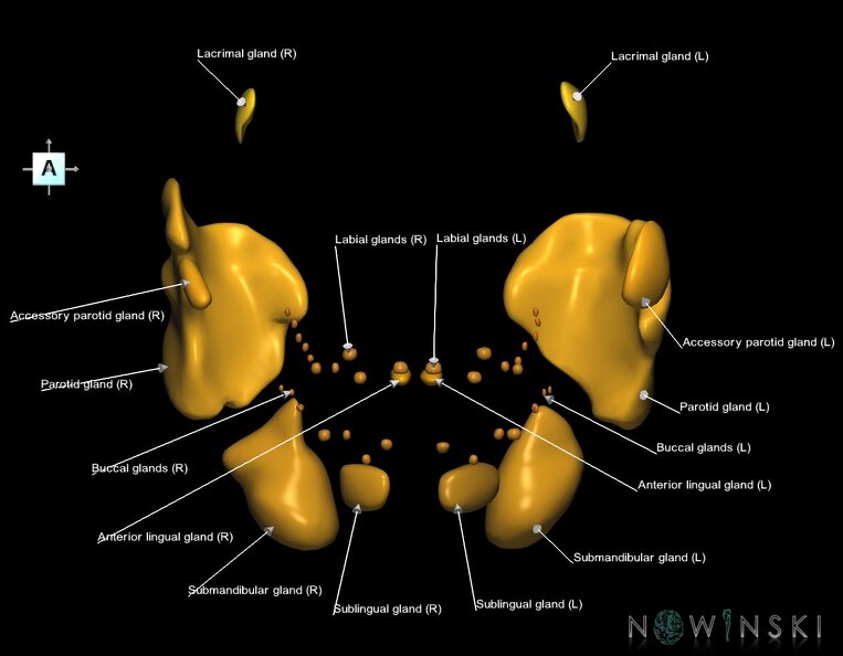 G1.T21.V1.C2.L1.Glands.tiff