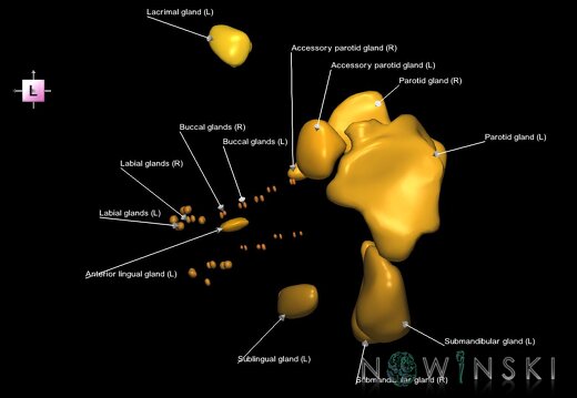 G1.T21.V2.C2.L1.Glands