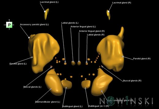 G1.T21.V3.C2.L1.Glands