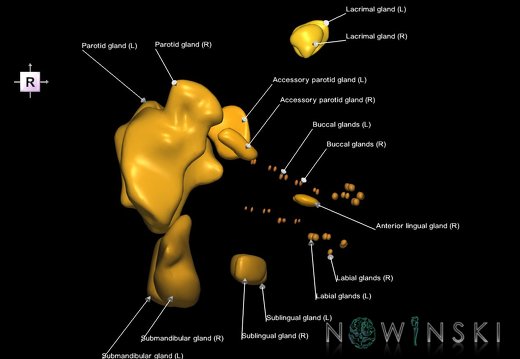 G1.T21.V4.C2.L1.Glands