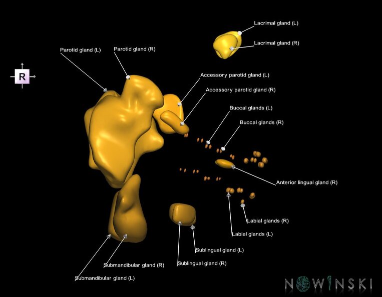 G1.T21.V4.C2.L1.Glands.tiff