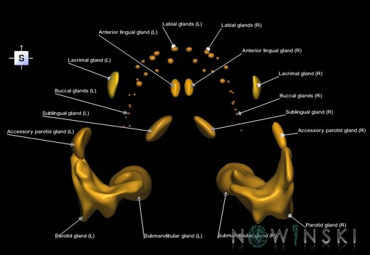 G1.T21.V5.C2.L1.Glands