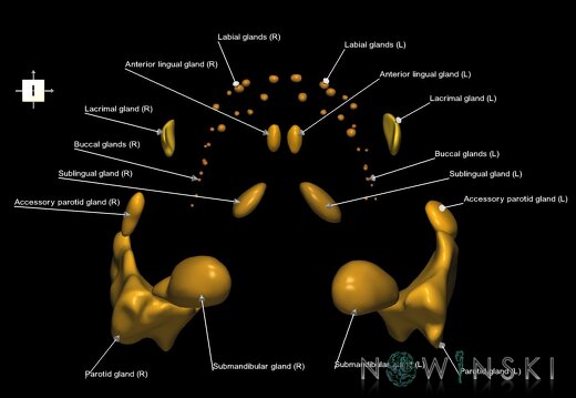 G1.T21.V6.C2.L1.Glands