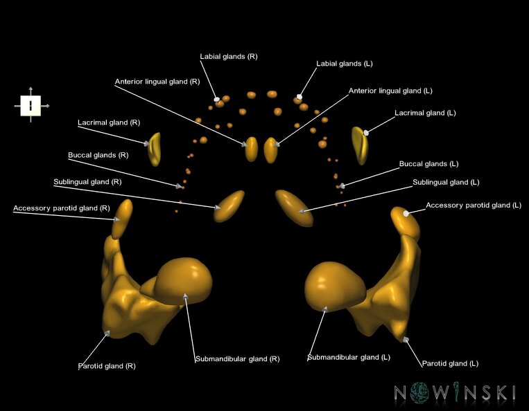 G1.T21.V6.C2.L1.Glands.tiff