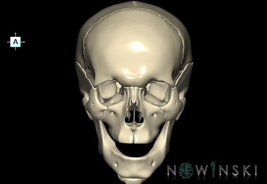 G1.T22.1.V1.C1.L0.Skull whole