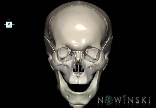 G1.T22.1.V1.C2.L0.Skull whole