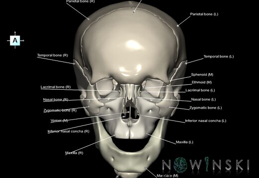 G1.T22.1.V1.C2.L1.Skull whole