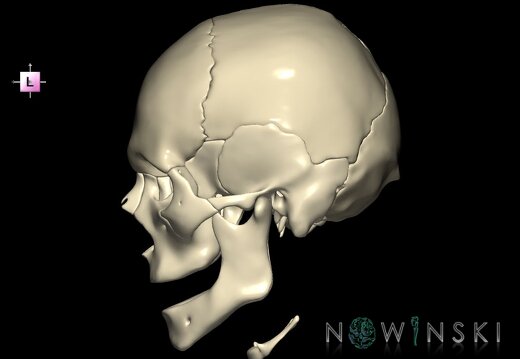 G1.T22.1.V2.C1.L0.Skull whole