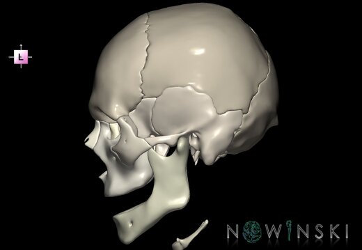 G1.T22.1.V2.C2.L0.Skull whole
