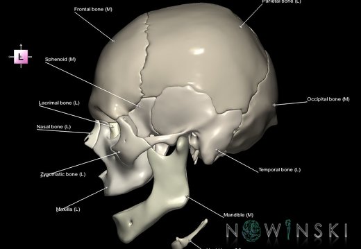 G1.T22.1.V2.C2.L1.Skull whole