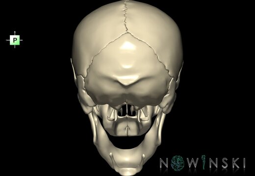 G1.T22.1.V3.C1.L0.Skull whole