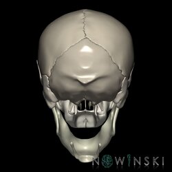 G1.T22.1.V3.C2.L0.Skull whole